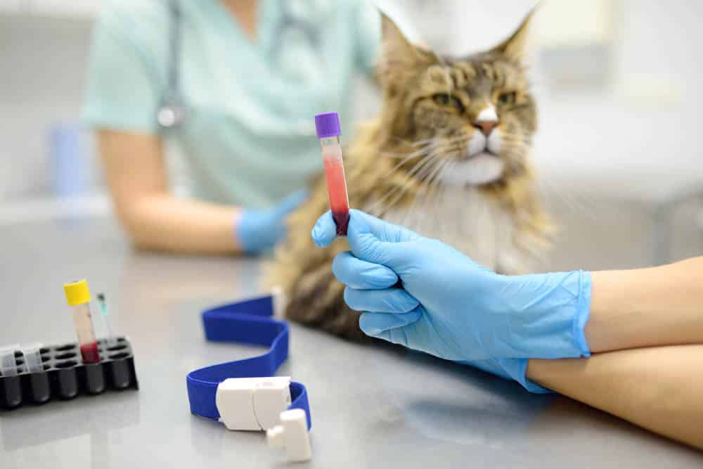 A veterinarian holds a blood sample in front of a cat on an examination table, with medical equipment visible on the surface.