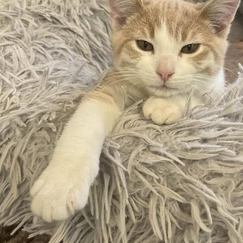 A light orange and white cat lies on a textured, shaggy gray blanket with one front paw extended forward and a relaxed expression.