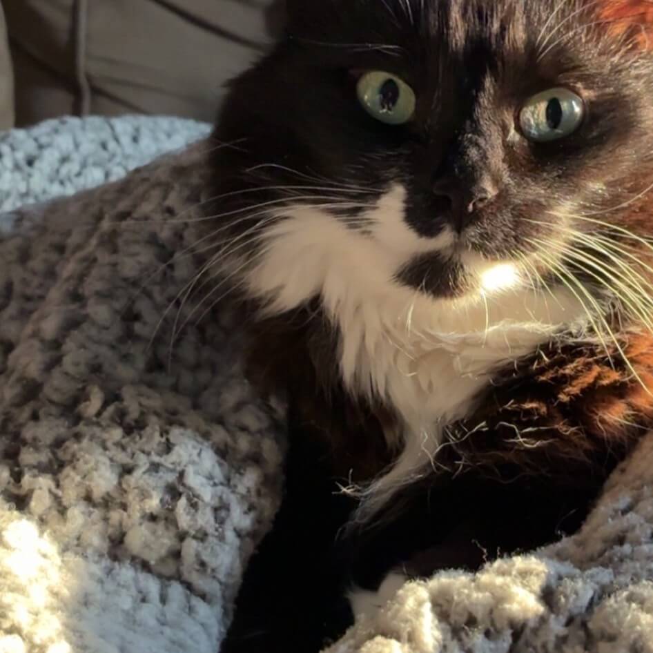 A black and white cat with green eyes lies on a gray textured blanket, looking directly at the camera.
