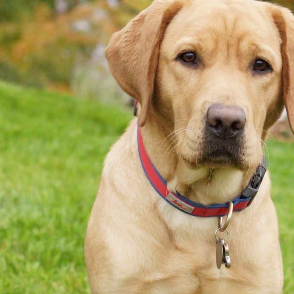 A yellow Labrador Retriever with a red and blue collar sits on green grass, looking directly at the camera.