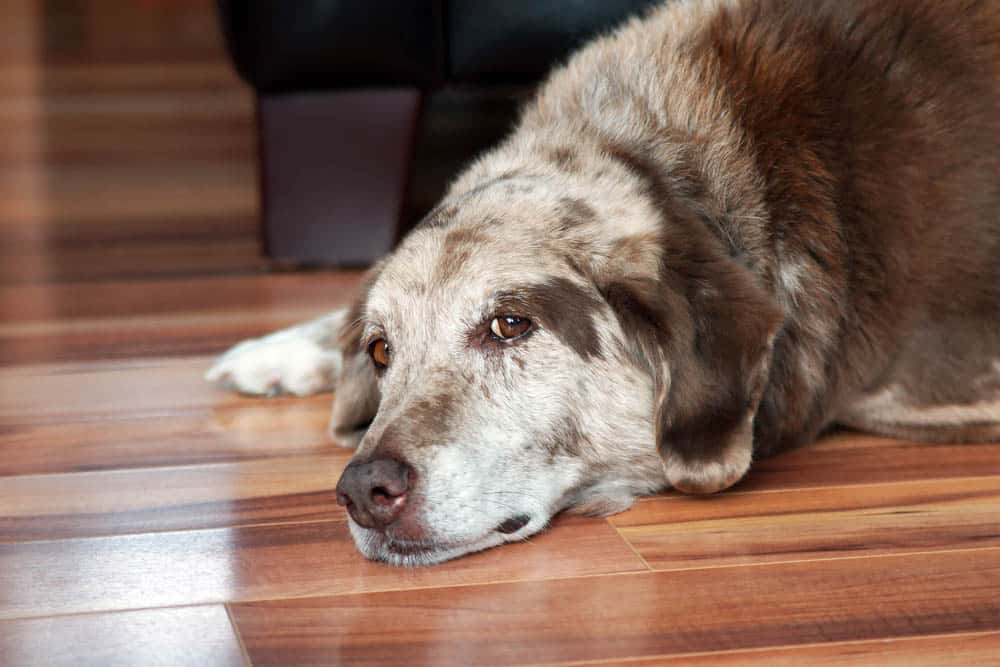 An older dog with a brown and gray coat lies on a wooden floor, resting its head and looking forward with a calm expression.