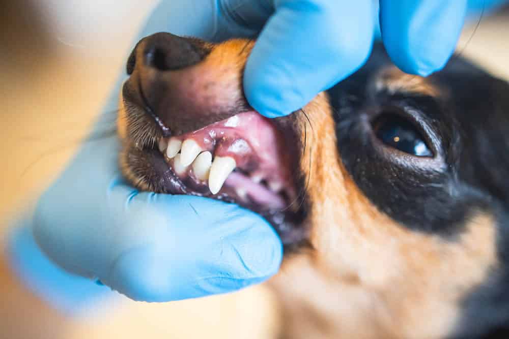 A person wearing blue gloves lifts a dog's lip to examine its teeth and gums.