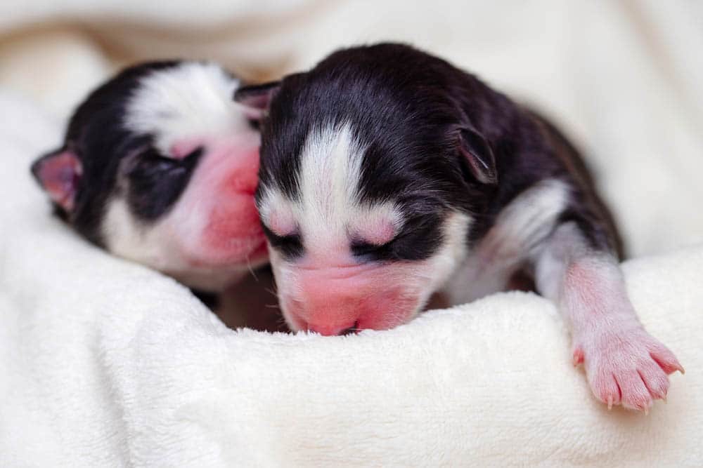 Two newborn puppies with closed eyes lie on a soft white blanket, their fur black and white with pink noses and paws.
