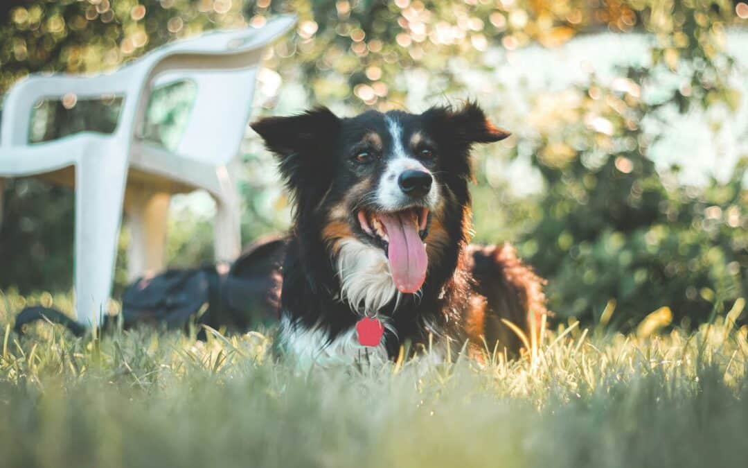 A black and white dog with a red tag lies on grass in sunlight, panting, with a white plastic chair and greenery in the background.
