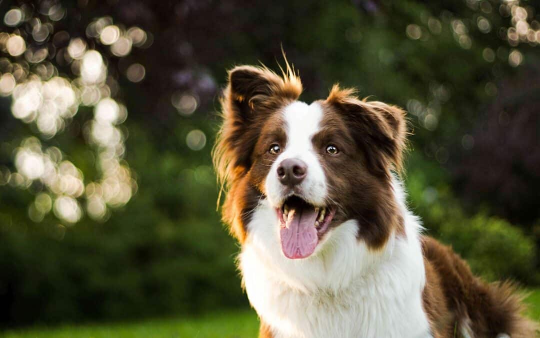 A brown and white dog with its mouth open and tongue out sits outdoors on green grass with blurred trees in the background.