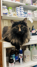 A long-haired tortoiseshell cat sits on a pharmacy shelf surrounded by medications, bottles, and boxes in a veterinary or medical setting.