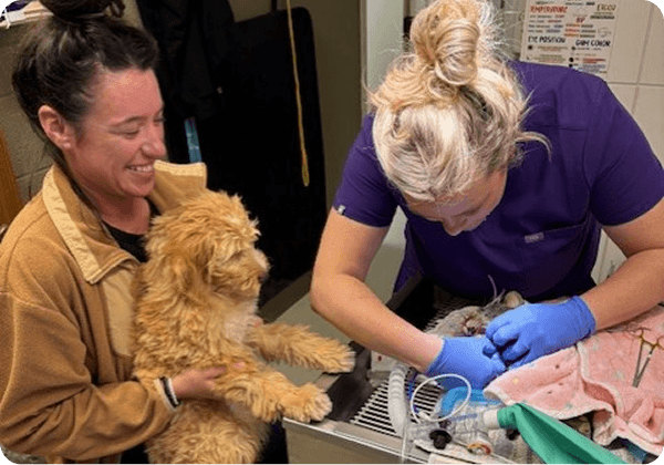A woman holds a fluffy dog while a veterinary professional in gloves examines another small animal on a table in a clinic.
