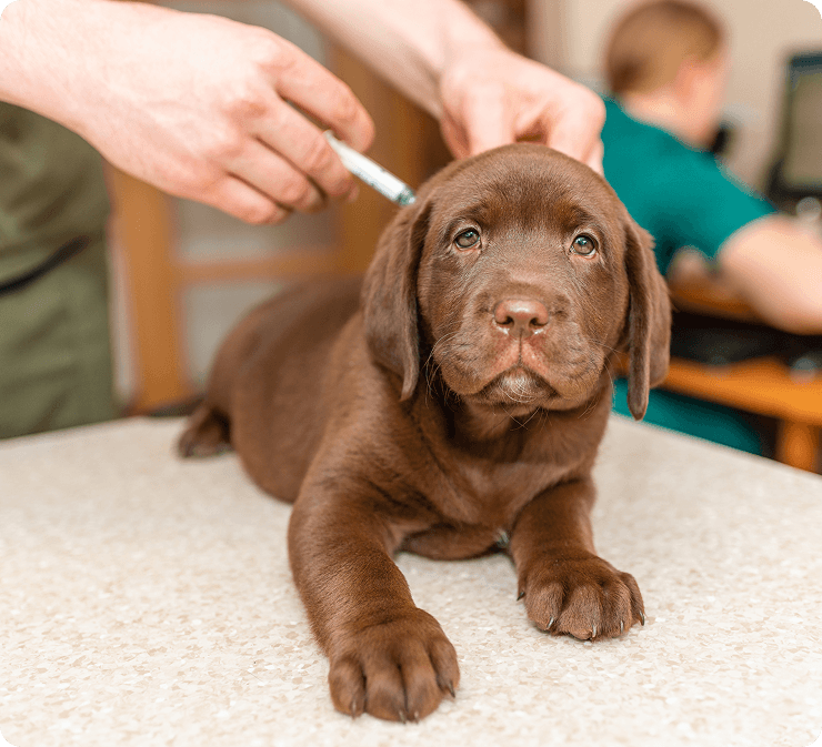 A chocolate Labrador puppy receives an injection from a veterinarian while lying on an examination table.