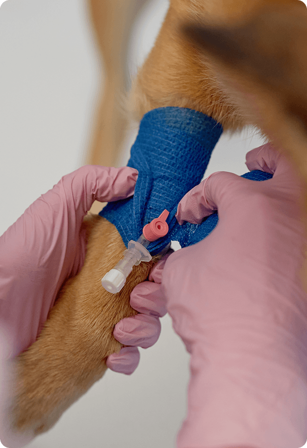 A person in pink gloves adjusts an intravenous catheter secured with blue bandage on a dog's leg.
