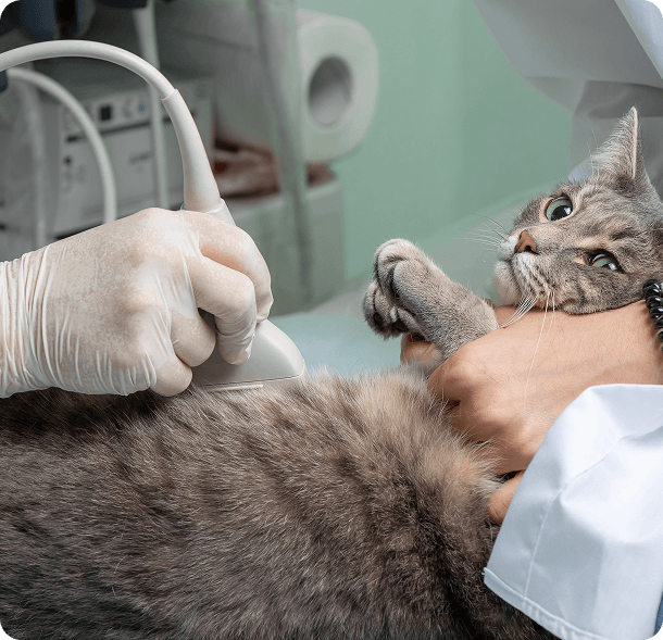 A veterinarian in gloves uses an ultrasound device on a gray cat’s abdomen while gently holding the cat’s paw.