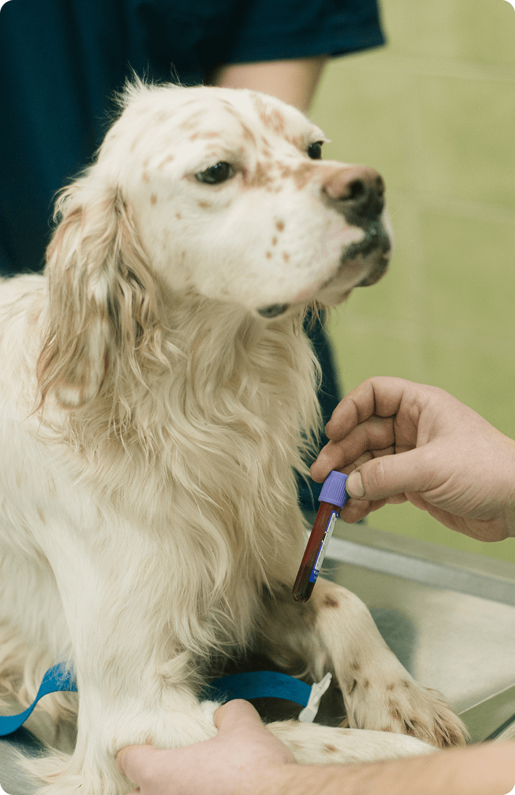 A veterinarian holds a blood sample next to a white dog with brown spots sitting on an exam table.