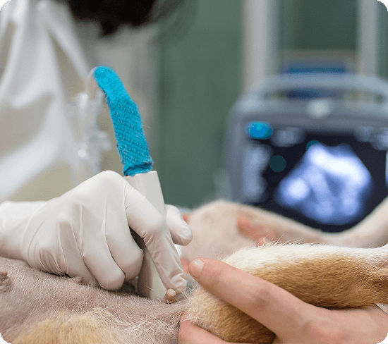 A veterinarian performs an ultrasound on a dog's abdomen while holding the dog's paw, with medical equipment visible in the background.