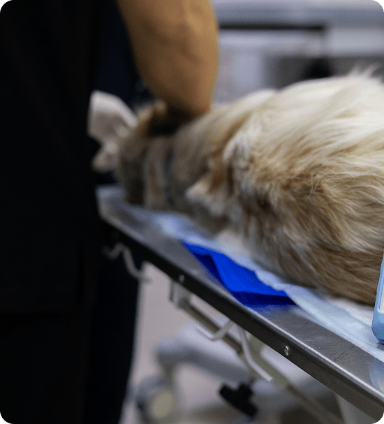 A veterinarian examines a large dog lying on its side on an exam table, with medical supplies nearby in a clinical setting.