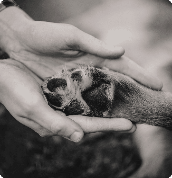 A person's hands gently hold a dog's paw in a close-up, black-and-white image.