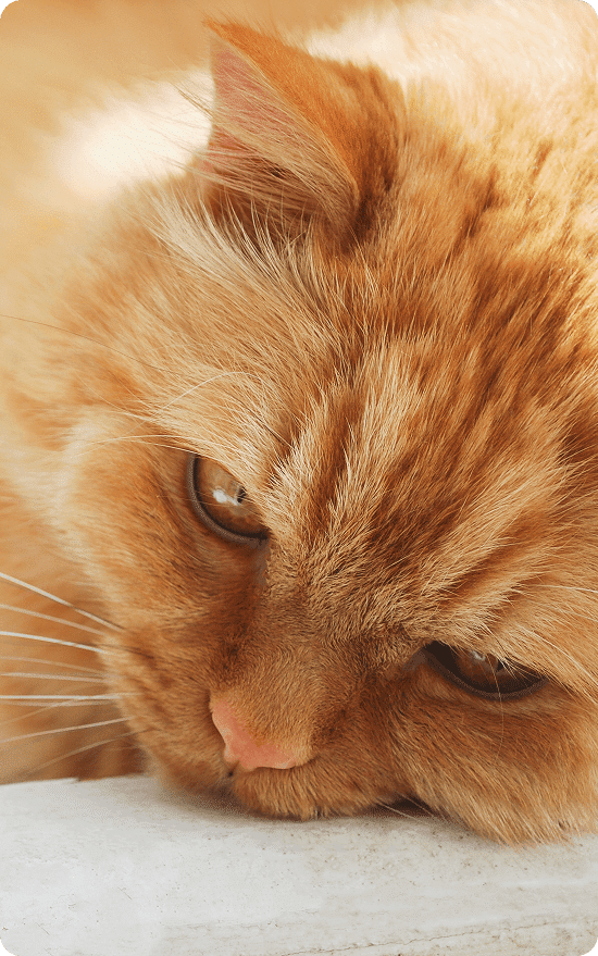 Close-up of an orange, long-haired cat resting its head on a white surface, with a calm and relaxed expression.