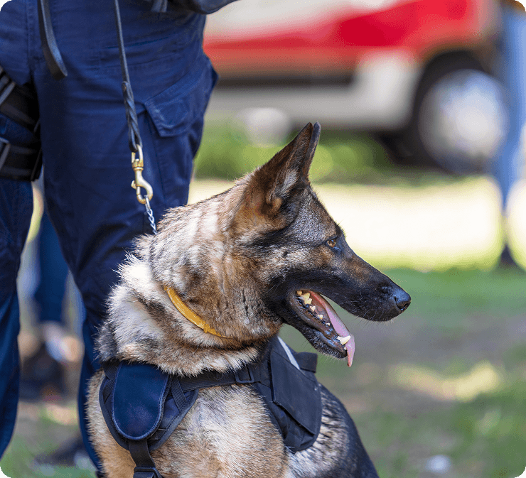 A German Shepherd wearing a harness is on a leash beside a person in blue pants; a vehicle is visible in the background.