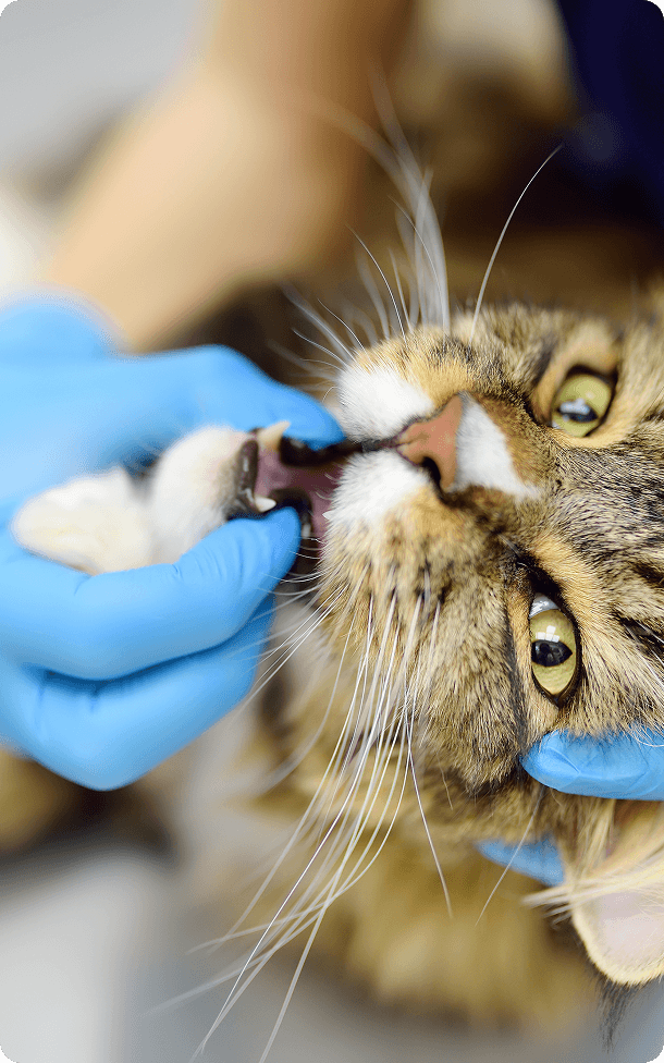 A person wearing blue gloves examines a tabby cat's teeth and mouth while the cat lies down.