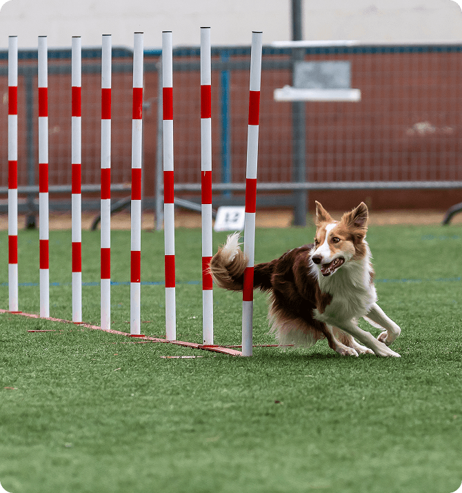 A brown and white dog weaves through red and white poles on a grassy agility course, looking focused and alert.