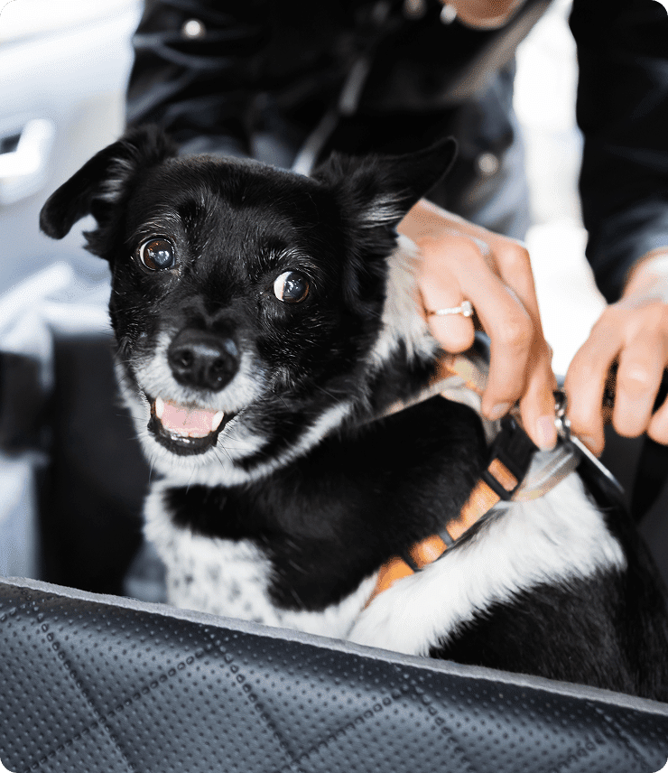 Black and white dog with alert ears sits in a car seat while a person adjusts its harness.