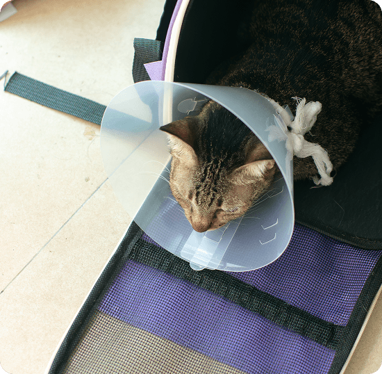 A cat wearing a plastic cone collar rests inside a pet carrier with a purple and black mat partially visible on the floor.