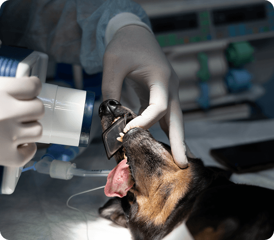 A dog lies on its side under anesthesia while a gloved veterinarian takes a dental X-ray using specialized equipment.
