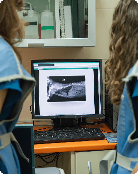 Two people in protective vests view an X-ray image of an animal displayed on a computer screen in a medical or veterinary setting.