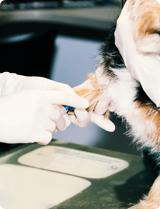 A veterinarian wearing gloves gives an injection to a cat's front leg.