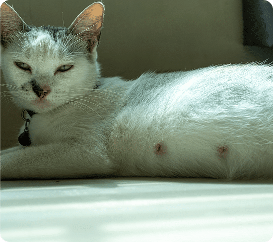 A white cat with some gray spots lies on its side, exposing its belly, showing visible nipples. Sunlight creates shadows on the floor.