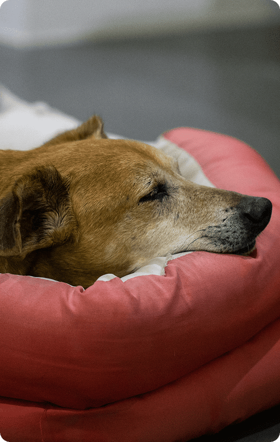 A brown dog is sleeping with its head resting on a pink cushion.