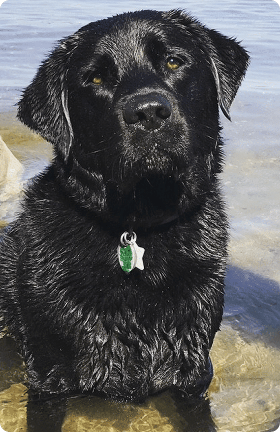 A wet black Labrador retriever sits in shallow water, looking at the camera. The dog wears a collar with a green and white tag.