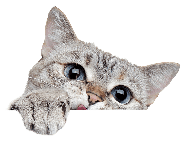 Gray tabby cat peeking over a white surface with one paw up and wide blue eyes, looking curious.