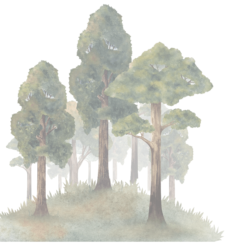 Illustration of a forest with tall, green trees and grassy ground, with mist in the background.