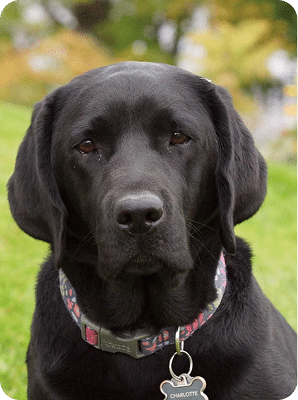 A black Labrador retriever with a floral collar and bone-shaped tag sits on grass, looking directly at the camera.