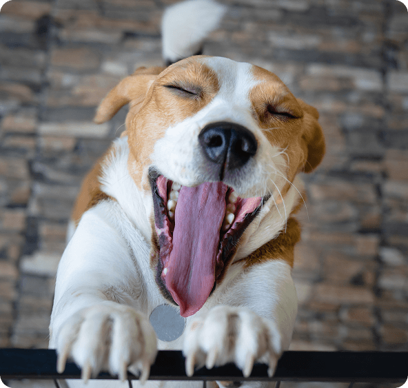 A brown and white dog with closed eyes yawns widely, showing its tongue and teeth, with its front paws up on a surface and a brick wall in the background.