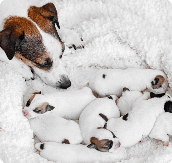 Adult dog lies beside a group of seven sleeping puppies on a fluffy white blanket.