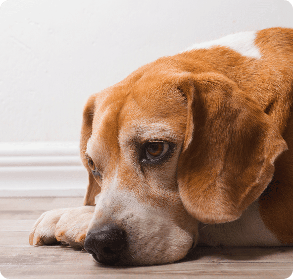 A brown and white dog lies on a wooden floor, resting its head on its front paw and looking slightly to the side.