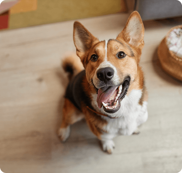 A brown and white dog with pointy ears sits on a wooden floor, looking up at the camera with its mouth open and tongue out.