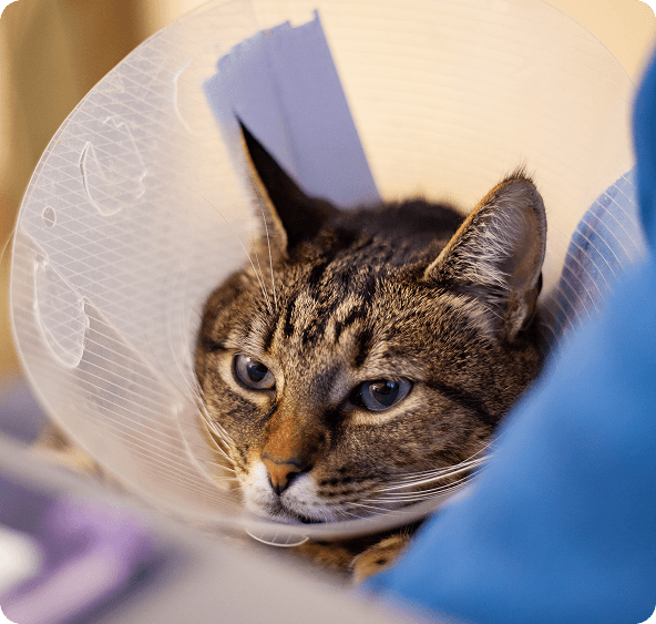 A tabby cat wearing a plastic cone collar rests its head, appearing calm and slightly sleepy while recovering from a medical procedure.