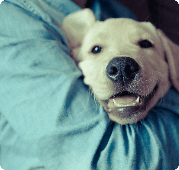 A yellow Labrador puppy with a smiling expression is being held in someone's arms, wrapped in a blue denim shirt.
