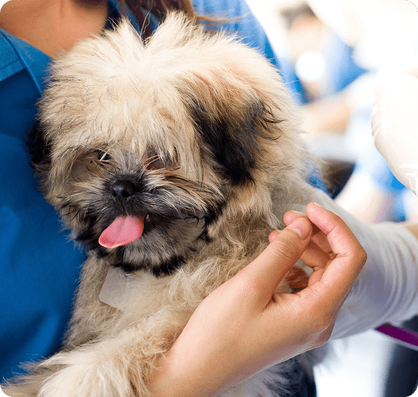 A person in a blue shirt holds a small, fluffy dog with shaggy fur and its tongue sticking out.