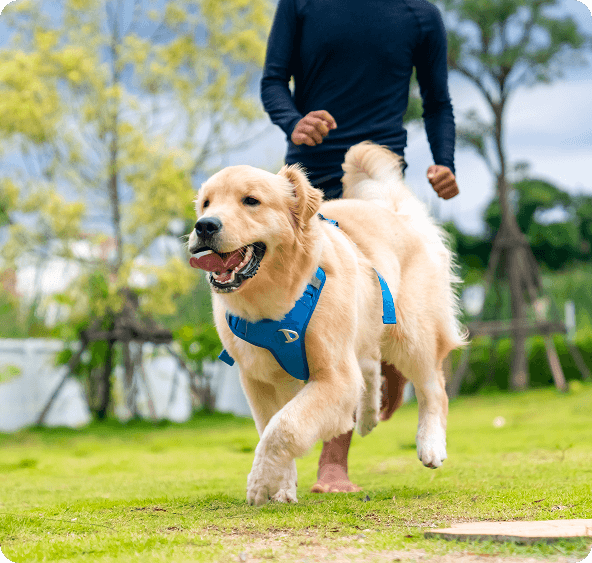 A golden retriever wearing a blue harness runs on green grass, with a person running behind it outdoors on a sunny day.