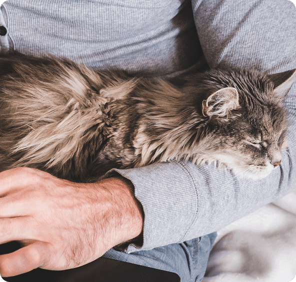 A person in a gray sweater sits with a long-haired gray cat sleeping on their arm.