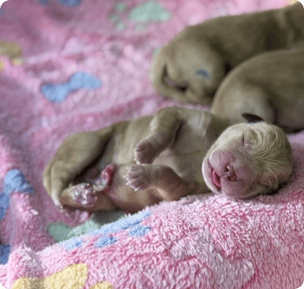 A newborn puppy lies on its back on a pink, patterned blanket, with two other puppies sleeping in the background.