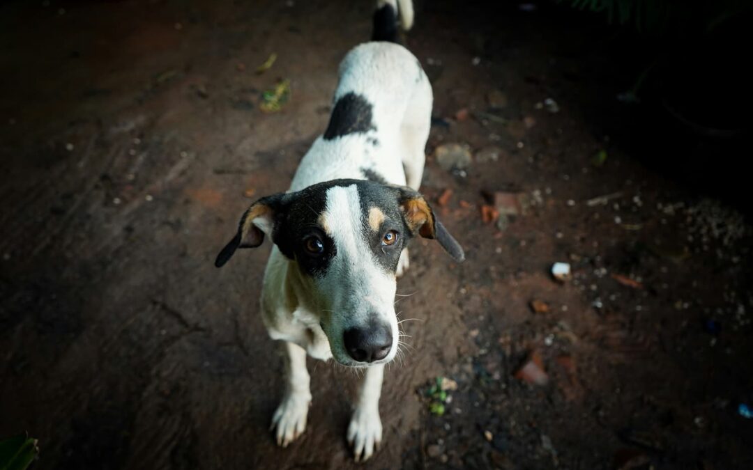 A white and black dog stands on a dirt ground, looking up toward the camera with alert ears and wide eyes.