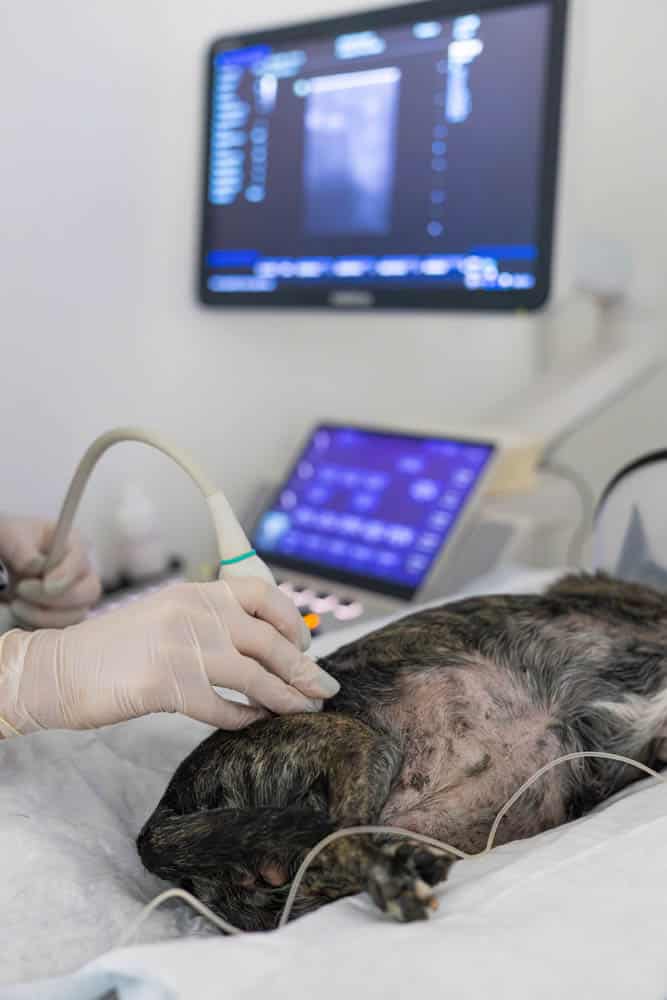 A veterinarian performs an ultrasound scan on a dog lying on its side, with medical equipment and a monitor visible in the background.