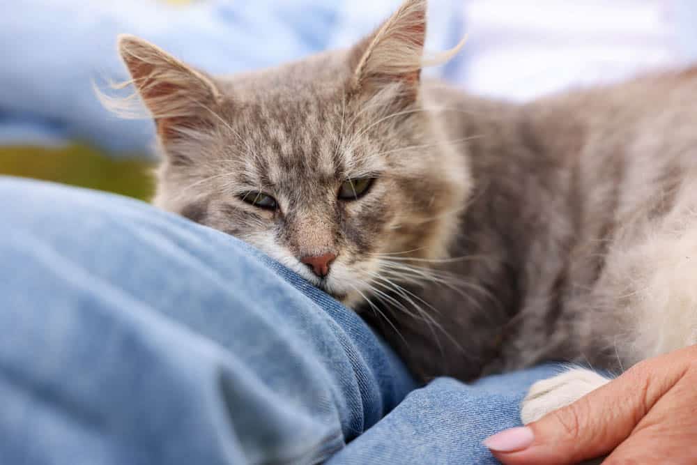 A gray cat resting its head on a person's denim-clad leg, with the person's hand visible beside the cat.