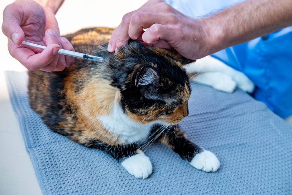 A person administers an injection to the scruff of a calico cat that is lying on a textured mat.