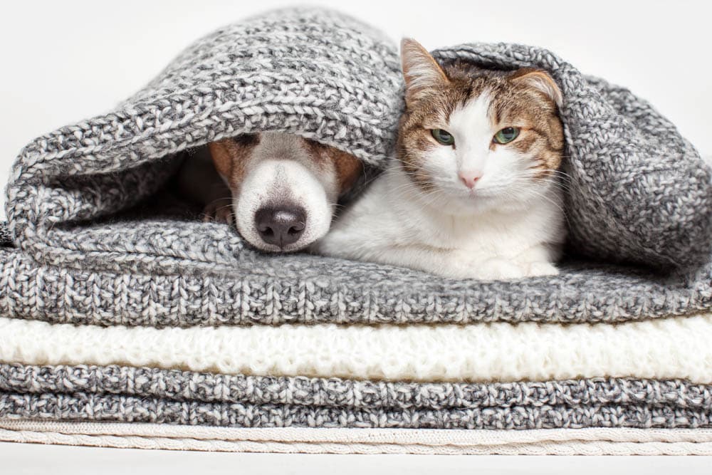 A dog and a cat lie side by side under a gray knitted blanket, resting on a stack of folded knitted blankets against a white background.